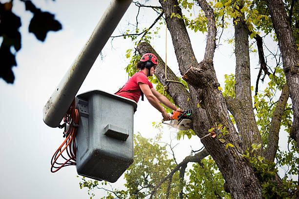 Best Tree Cabling and Bracing  in Dry Ridge, OH